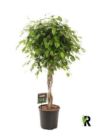 Горшечные цветы и растения оптом Ficus Benj. Exotica Gevlochten Stam P27 от 1шт из Голландии с доставкой по России