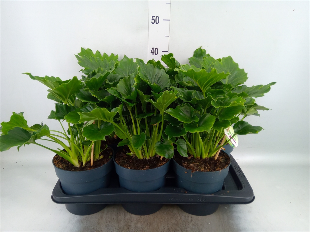 Горшечные цветы и растения оптом Philodendron   ... от 6шт из Голландии с доставкой по России