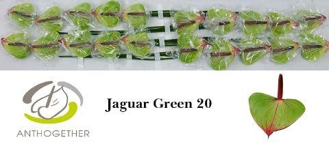 Срезанные цветы оптом Anthurium jaguar green от 20шт из Голландии с доставкой по России