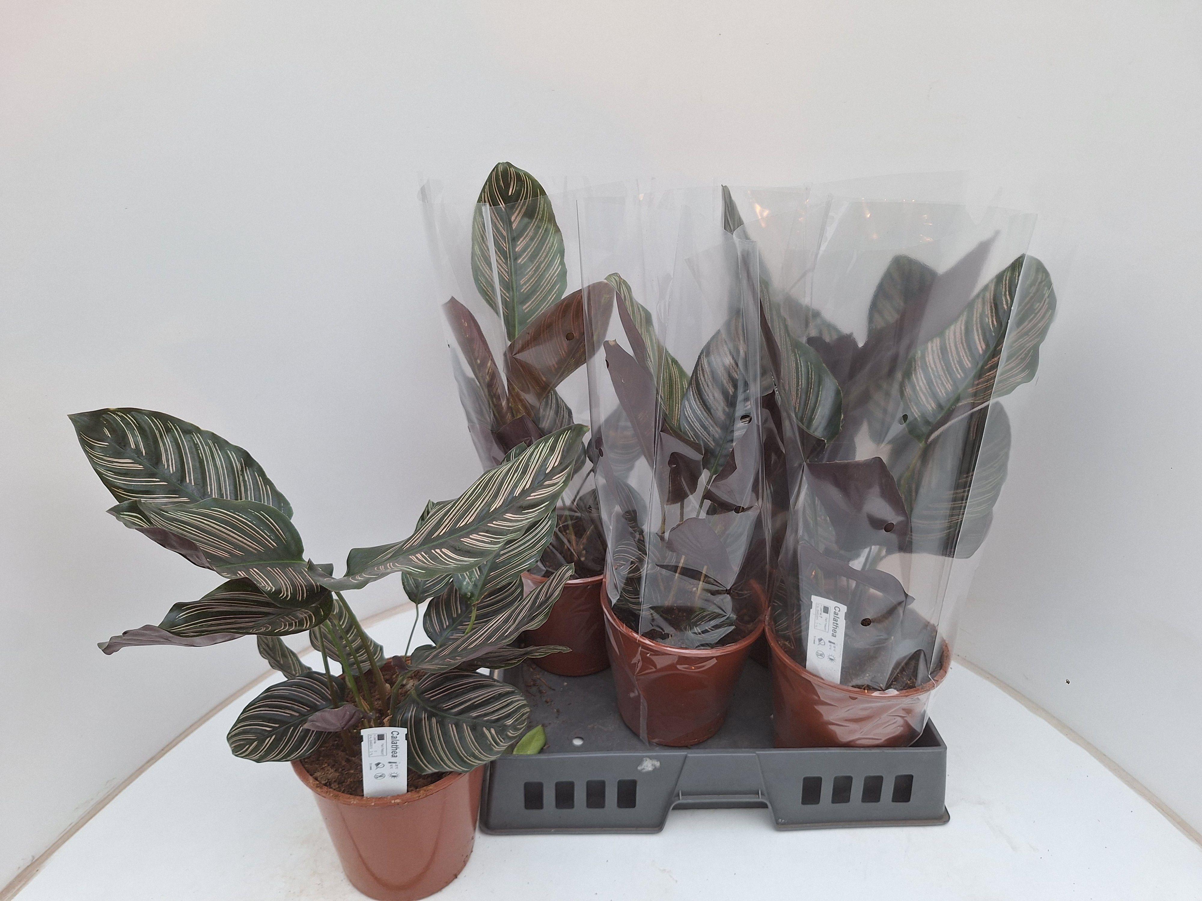 Горшечные цветы и растения оптом Calat Sanderiana от 5шт из Голландии с доставкой по России