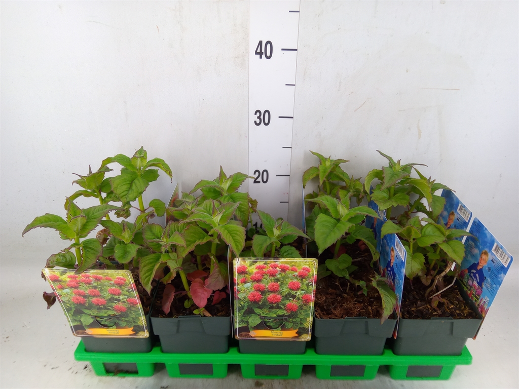 Горшечные цветы и растения оптом Monarda Didyma от 10шт из Голландии с доставкой по России