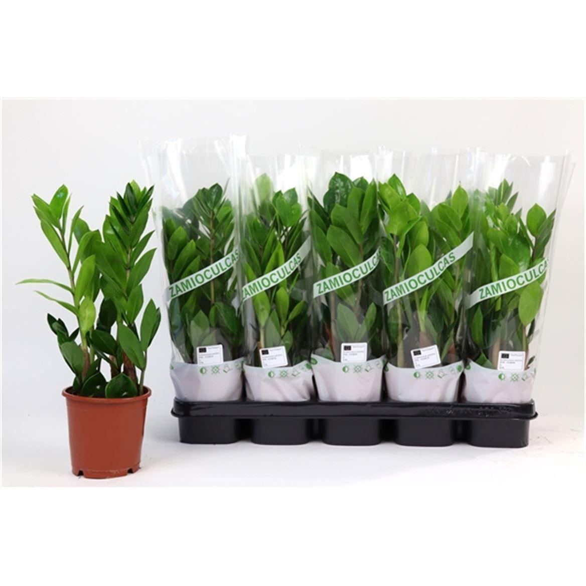 Горшечные цветы и растения оптом Zamioculcas 2+ от 10шт из Голландии с доставкой по России Горшечные цветы и растения оптом Zamioculcas 2+ от 10шт из Голландии с доставкой по России