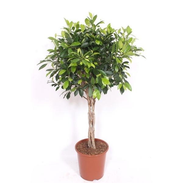 Горшечные цветы и растения оптом Ficus Nitida Twisted Stem от 1шт из Голландии с доставкой по России