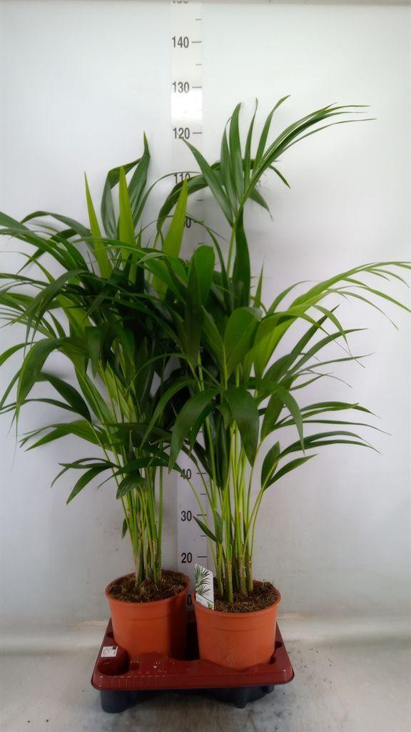 Горшечные цветы и растения оптом Howea Forsteriana от 2шт из Голландии с доставкой по России Горшечные цветы и растения оптом Howea Forsteriana от 2шт из Голландии с доставкой по России