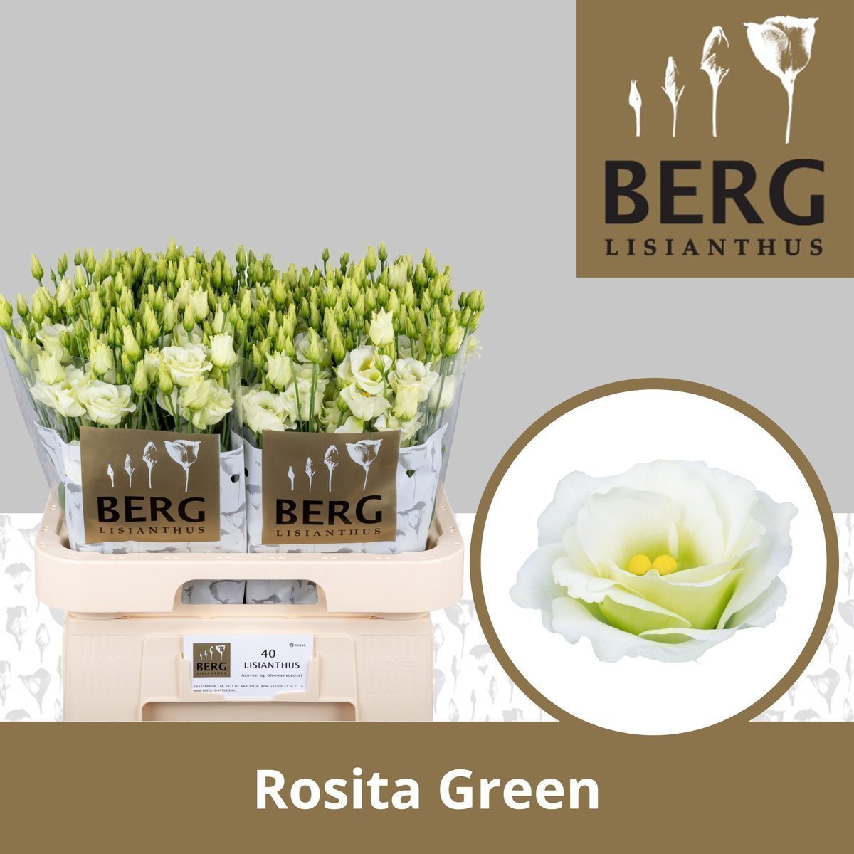 Срезанные цветы оптом Lisianthus do rosita green от 40шт.. из Голландии с доставкой по России
