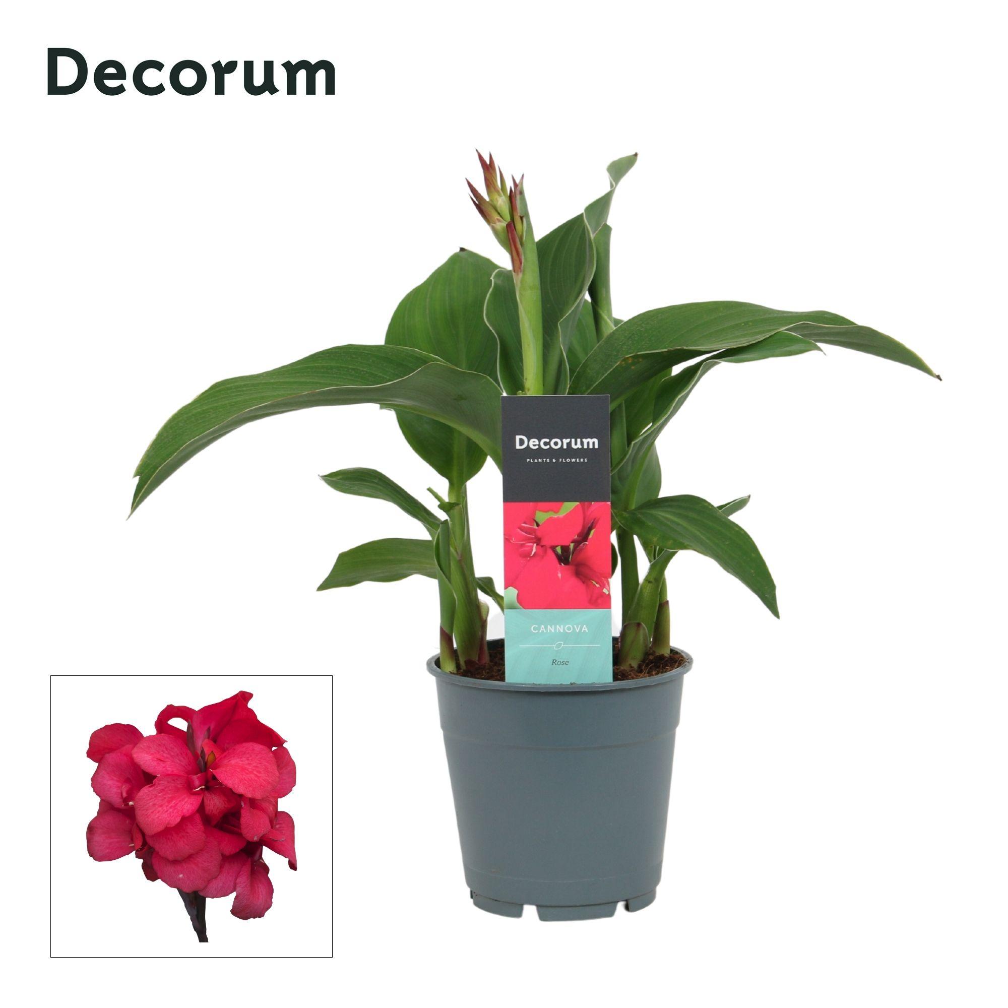 Горшечные цветы и растения оптом Canna Rose (decorum) от 10шт из Голландии с доставкой по России