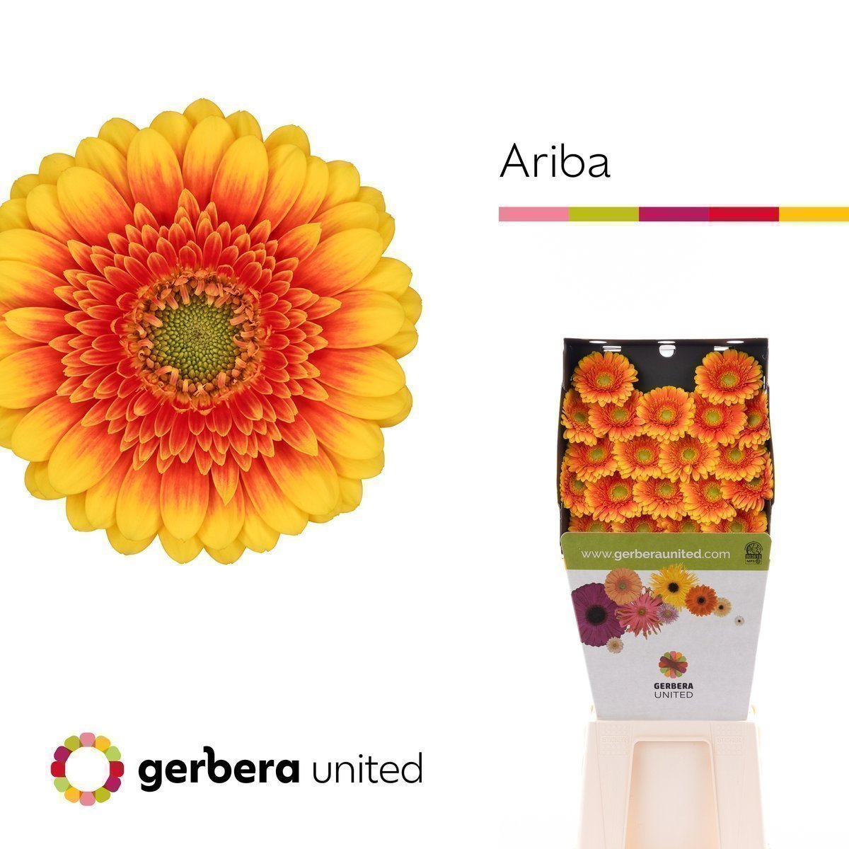 Срезанные цветы оптом Germini diamond ariba от 80шт. из Голландии с доставкой по России