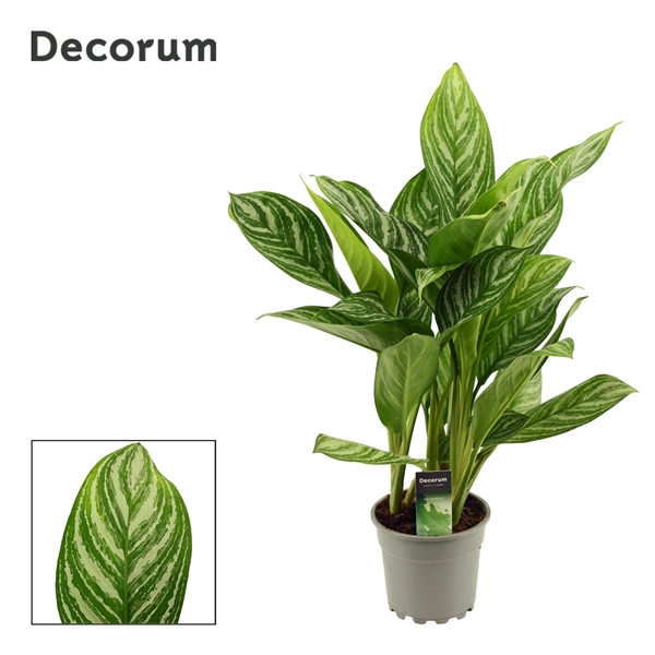 Горшечные цветы и растения оптом Aglaonema Stripes (decorum) от 2шт из Голландии с доставкой по России