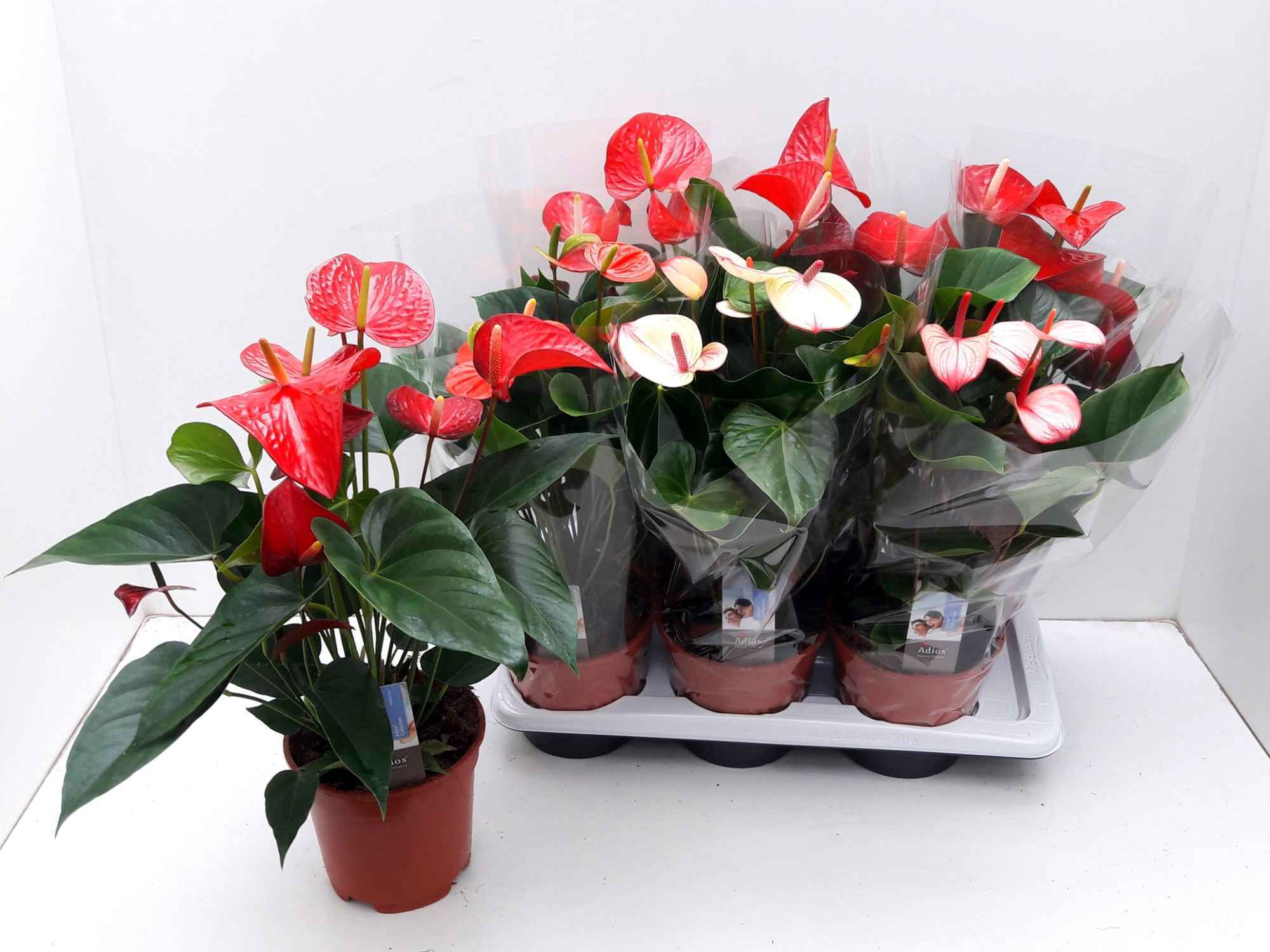 Горшечные цветы и растения оптом Anthu An Gem 4 Kl от 6шт из Голландии с доставкой по России
