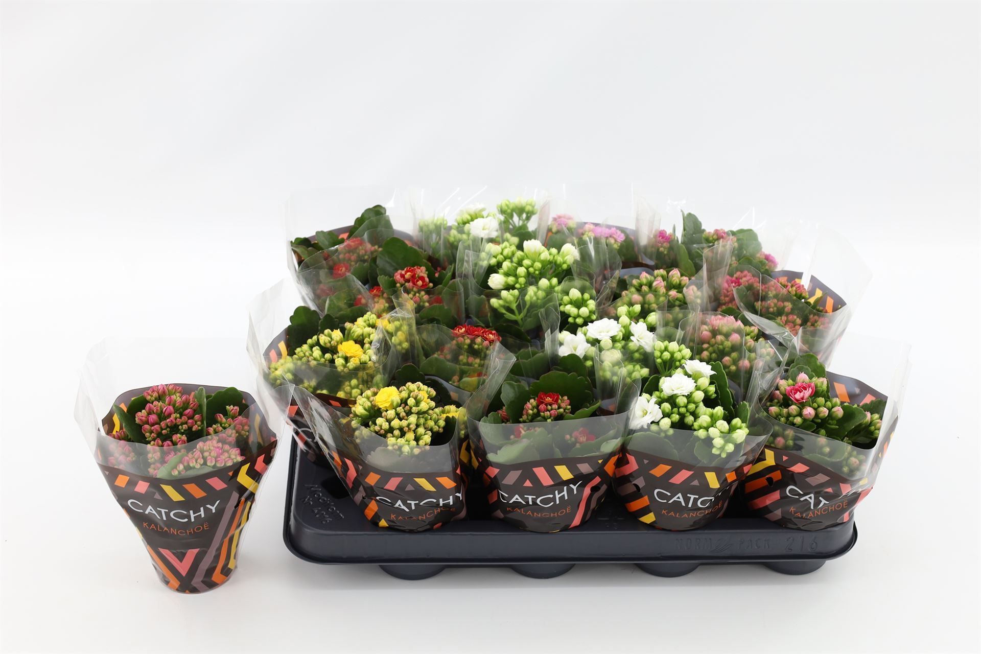 Горшечные цветы и растения оптом Kalanchoe Blos.   ..rosebud Mix  5 от 16шт из Голландии с доставкой по России