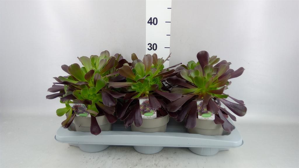 Горшечные цветы и растения оптом Aeonium Arboreum от 6шт из Голландии с доставкой по России
