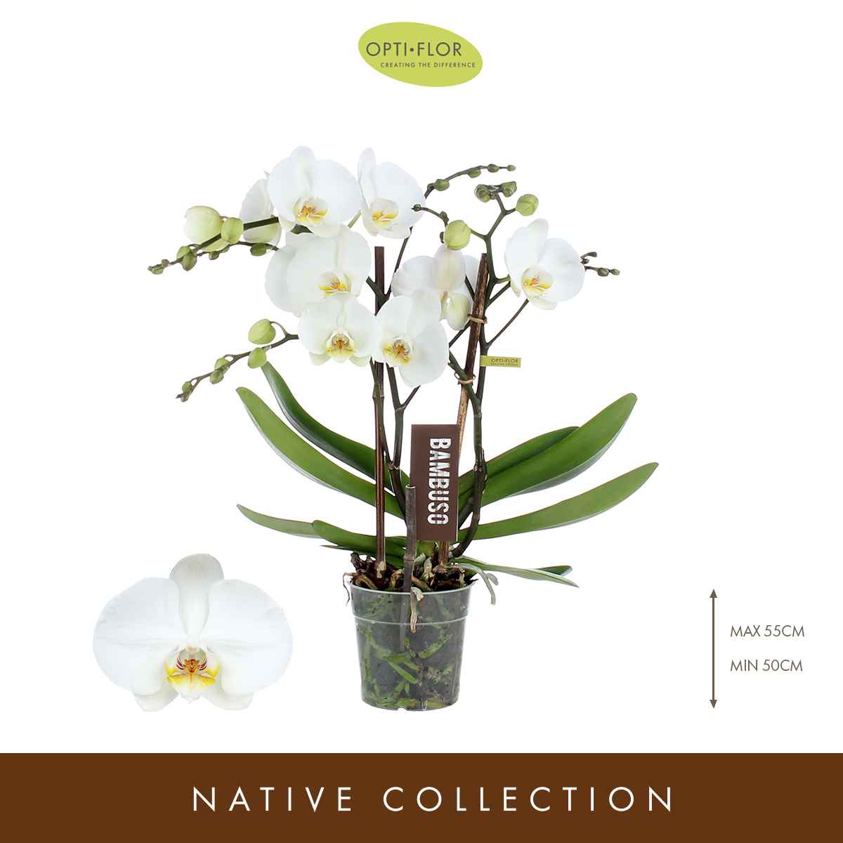 Горшечные цветы и растения оптом Phalaenopsis Bambuso Inyo от 4шт из Голландии с доставкой по России