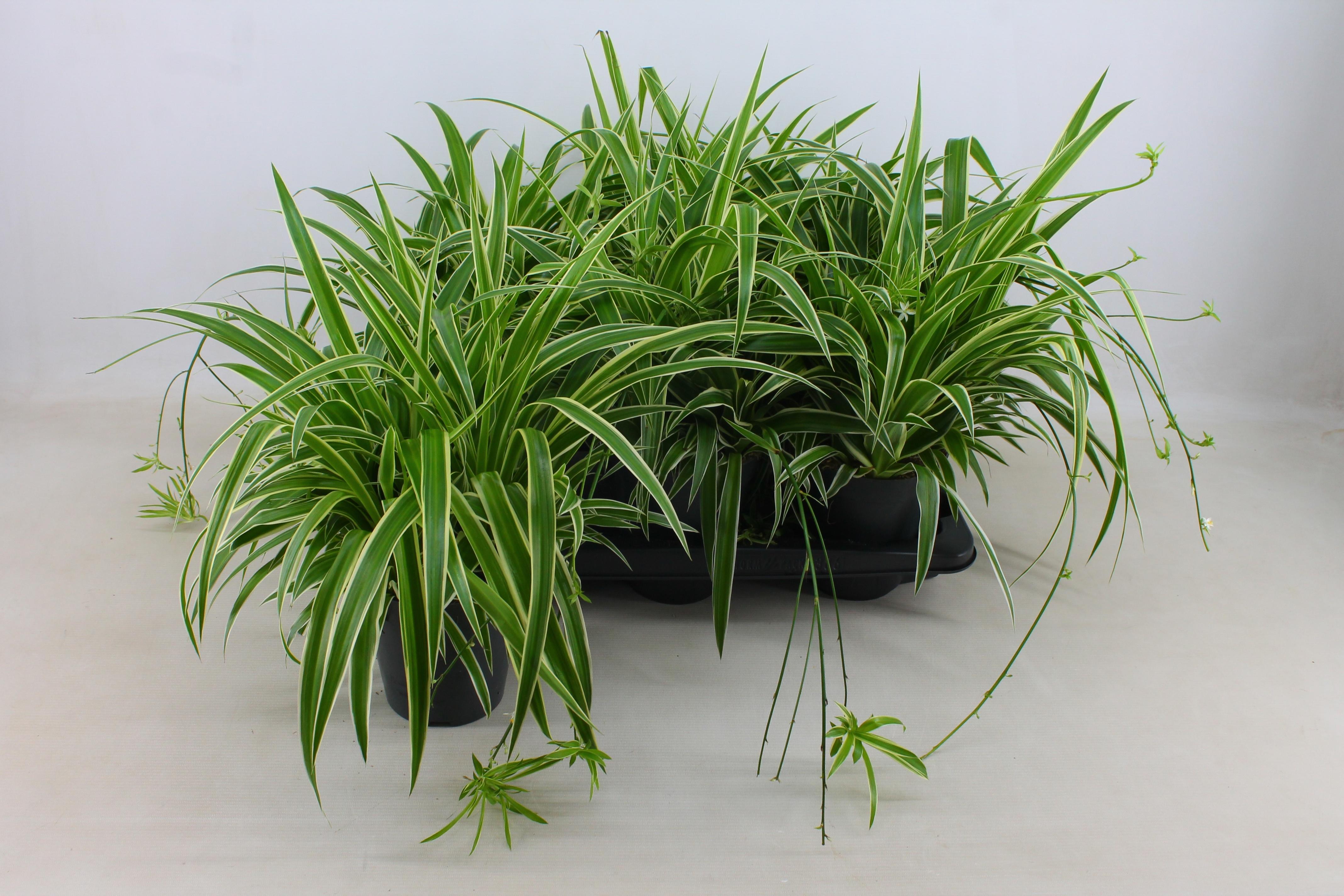 Горшечные цветы и растения оптом Chlor Com Ocean от 6шт из Голландии с доставкой по России