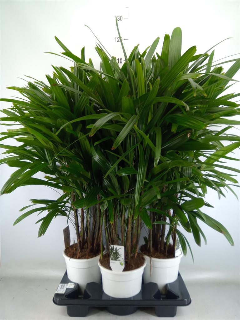 Горшечные цветы и растения оптом Rhapis Excelsa от 3шт из Голландии с доставкой по России