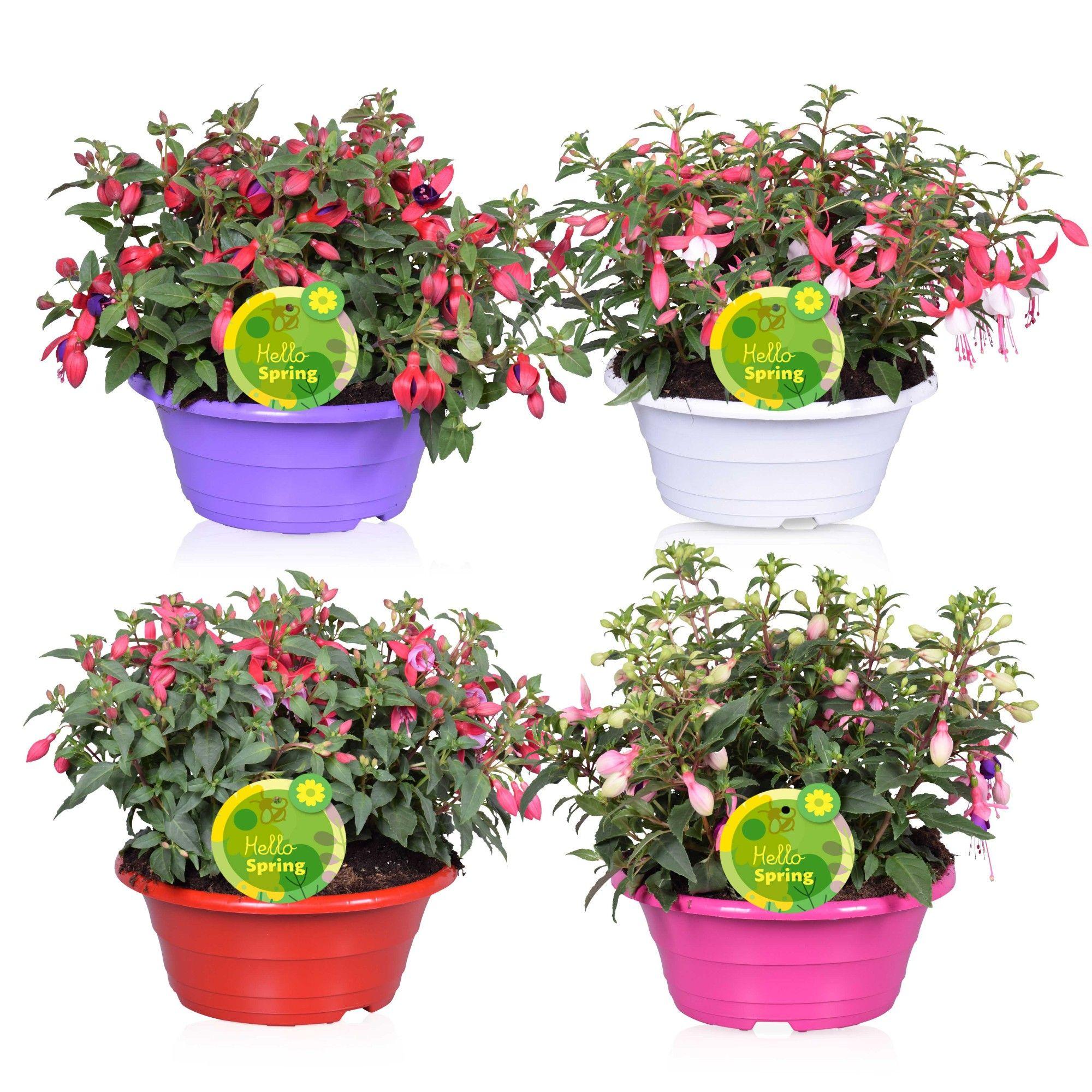 Горшечные цветы и растения оптом Fuchsia B F Gem от 3шт из Голландии с доставкой по России