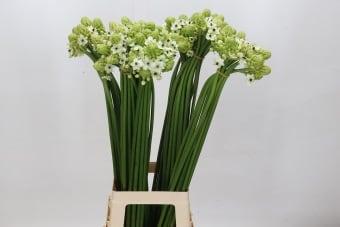 Срезанные цветы оптом Ornithogalum saundersiae от 80шт из Голландии с доставкой по России
