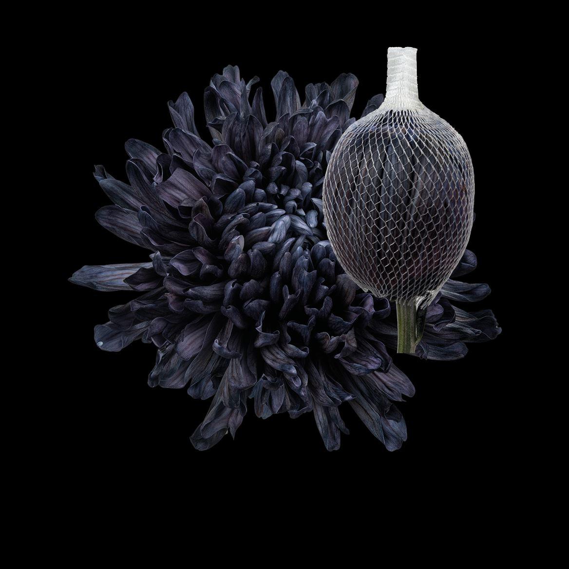 Срезанные цветы оптом Chrys bl paint antonov black от 40шт из Голландии с доставкой по России