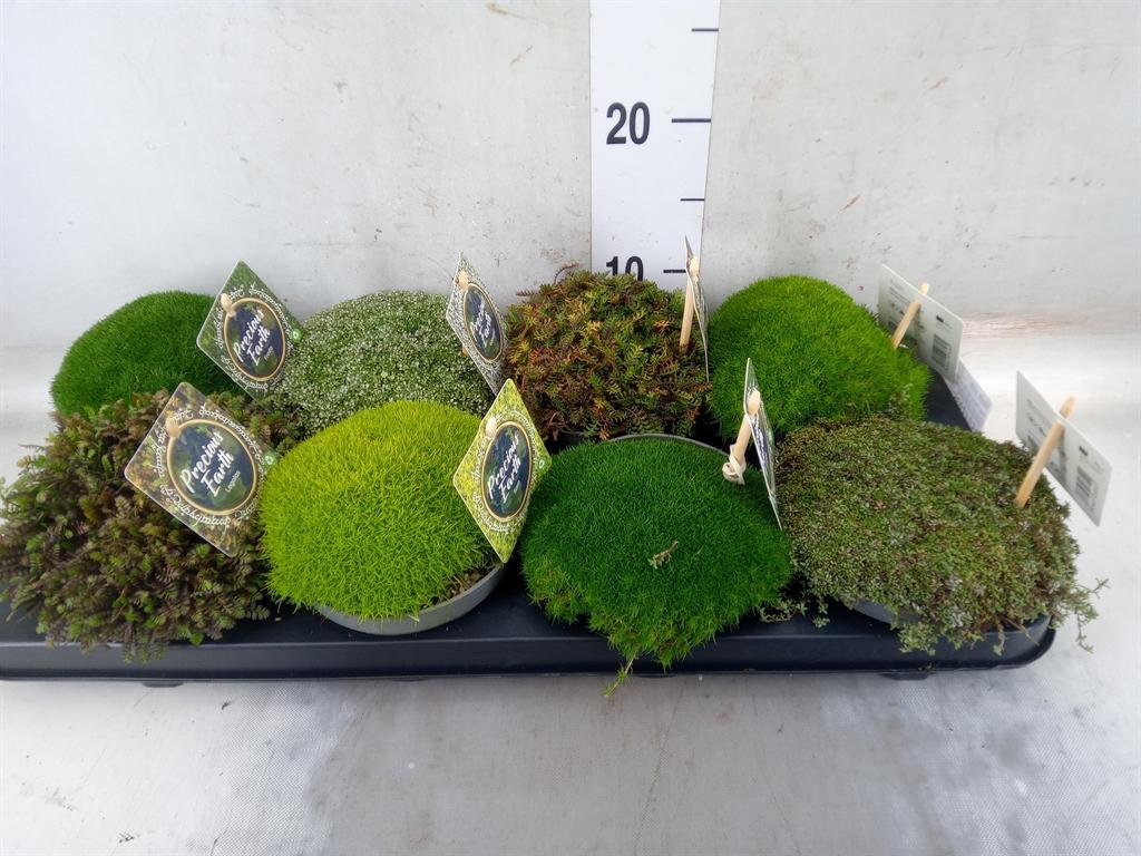 Горшечные цветы и растения оптом Vaste Pltn   ...       [perennials] от 8шт из Голландии с доставкой по России