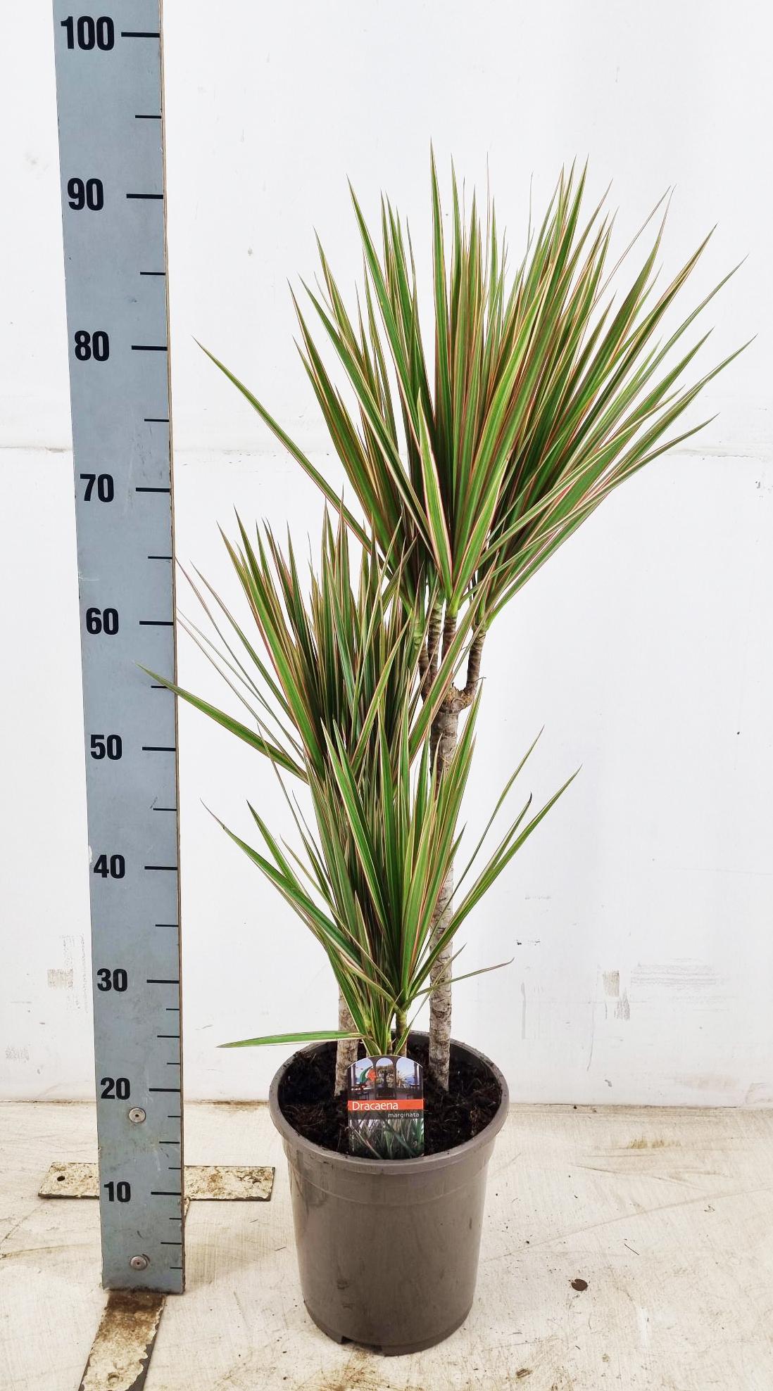 Горшечные цветы и растения оптом Dra Marg Bicolor от 1шт из Голландии с доставкой по России