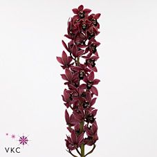 Срезанные цветы оптом Minicymbidium red christmas wish от 4шт.. из Голландии с доставкой по России