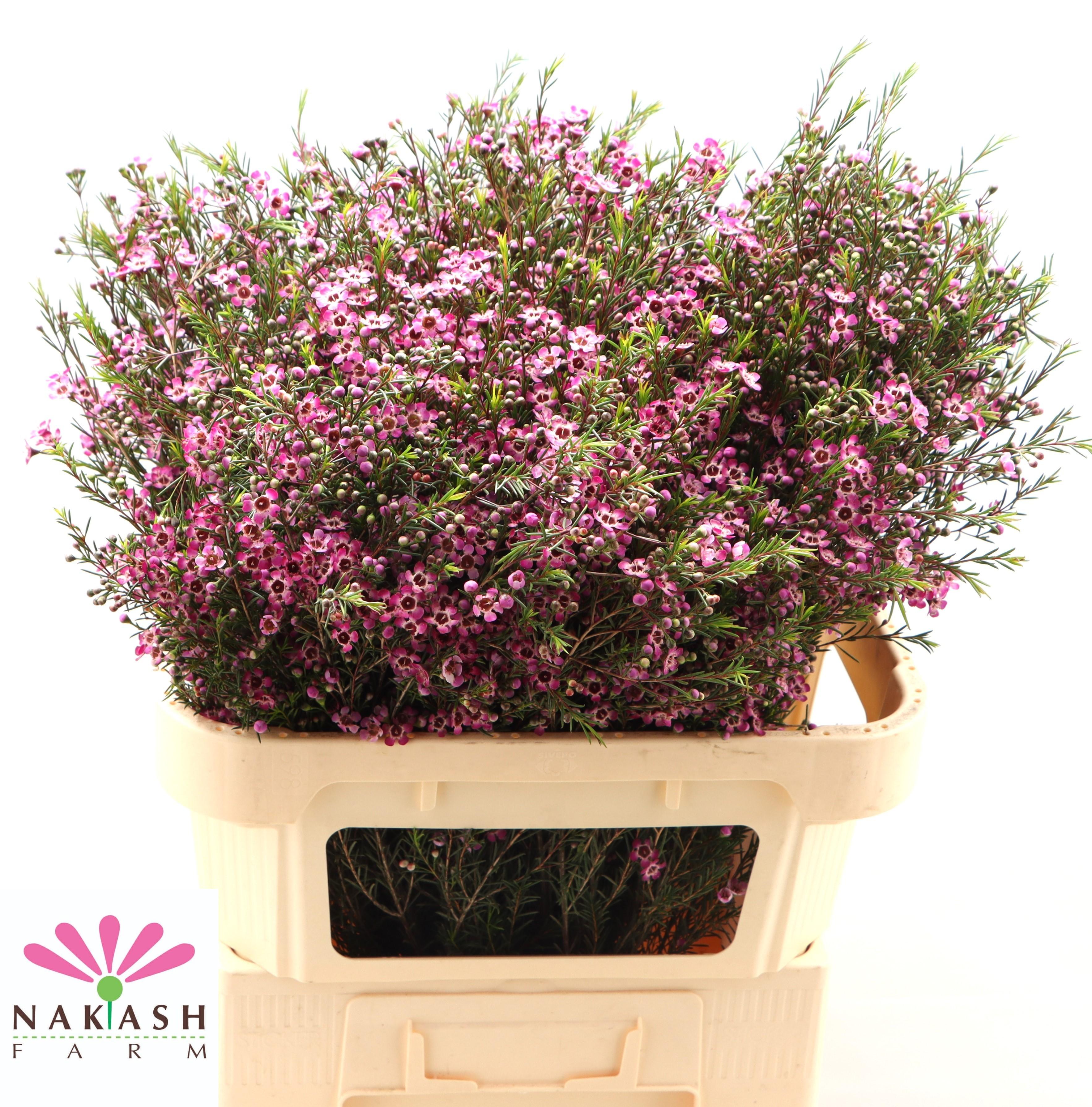 Срезанные цветы оптом Chamelaucium purple pride от 25шт из Голландии с доставкой по России