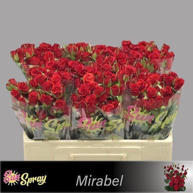 Срезанные цветы оптом Rosa spray mirabel от 80шт из Голландии с доставкой по России