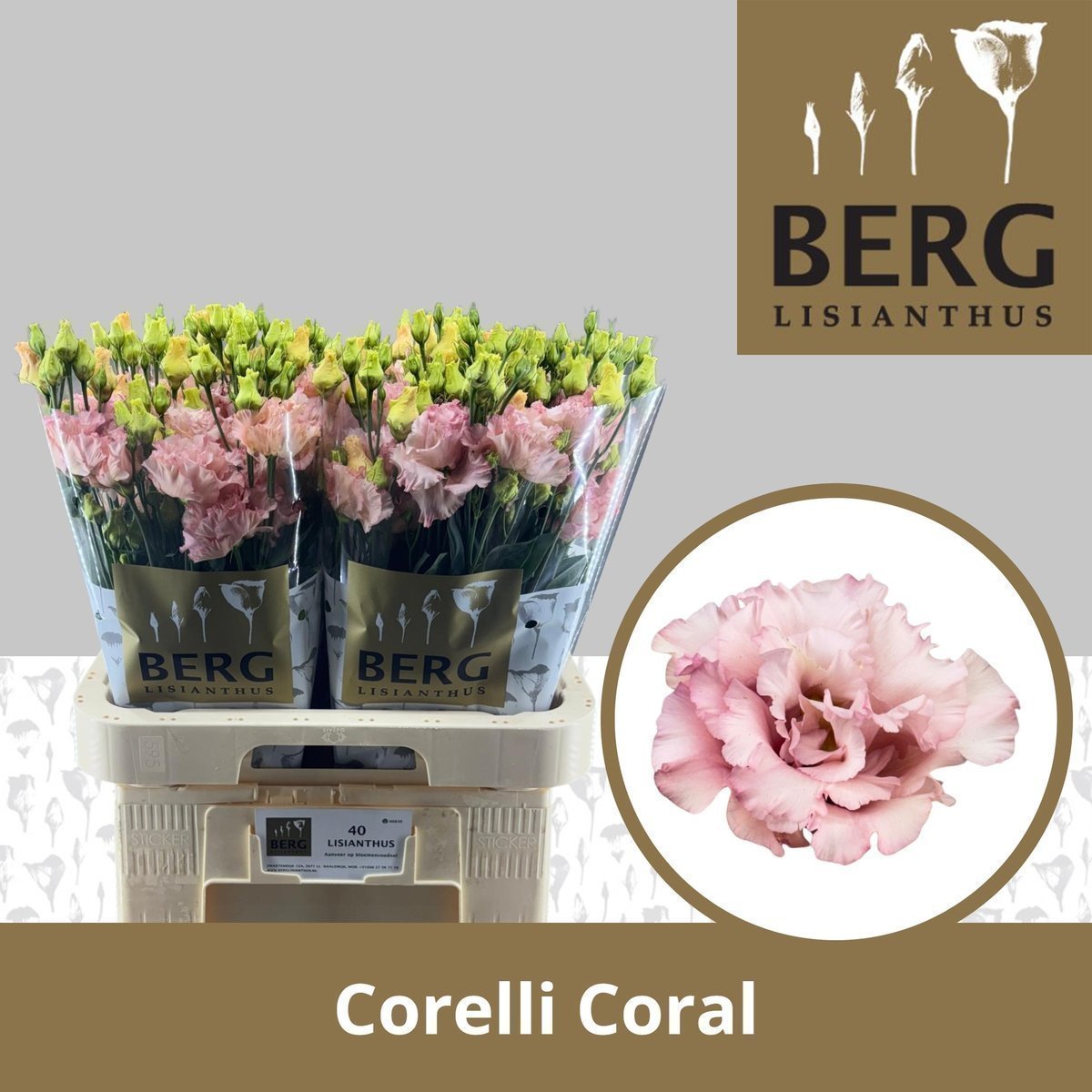 Срезанные цветы оптом Lisianthus do corelli coral от 40шт из Голландии с доставкой по России