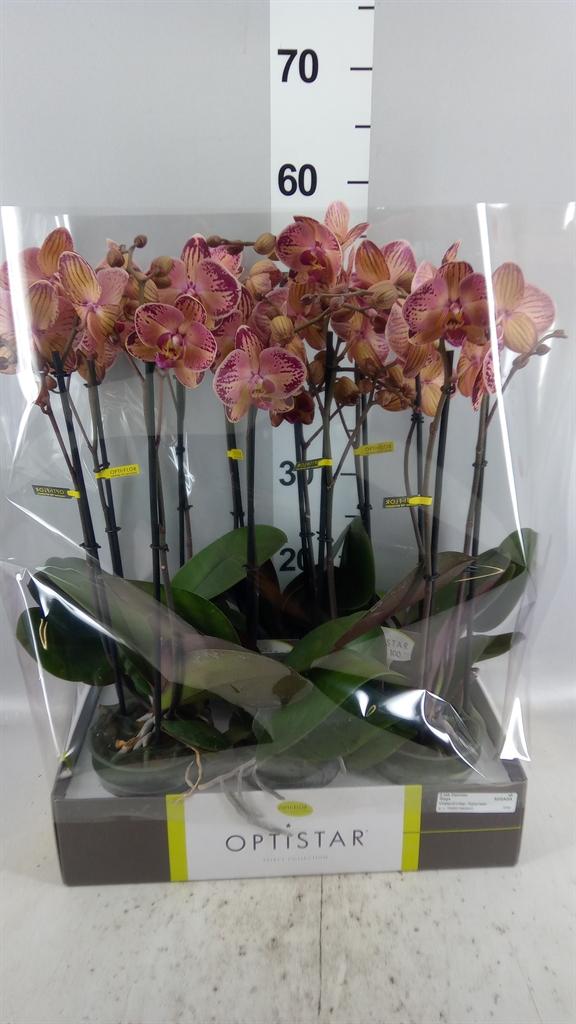 Горшечные цветы и растения оптом Phalaenopsis ...red A от 6шт из Голландии с доставкой по России