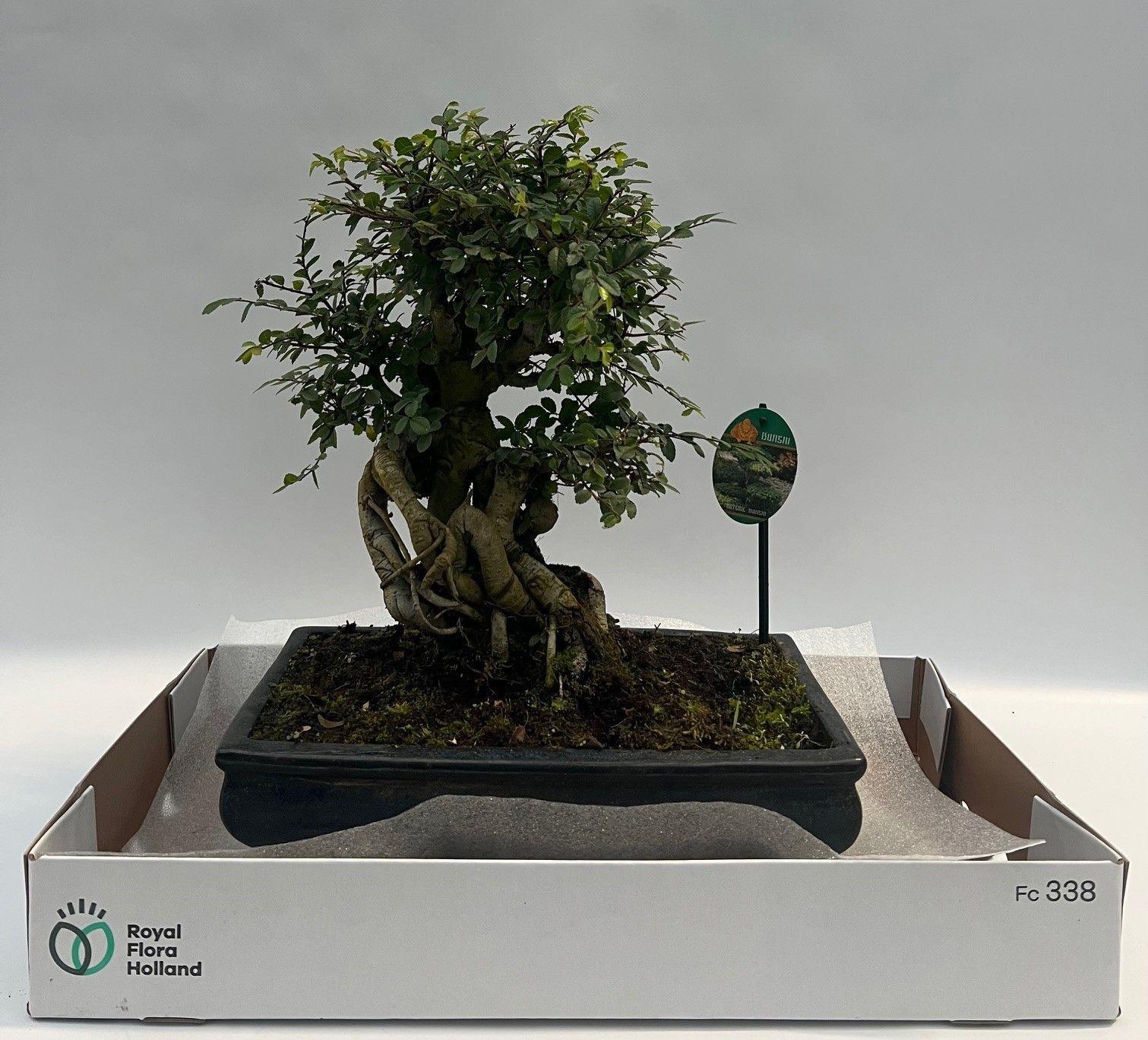 Горшечные цветы и растения оптом Zelkova от 1шт из Голландии с доставкой по России