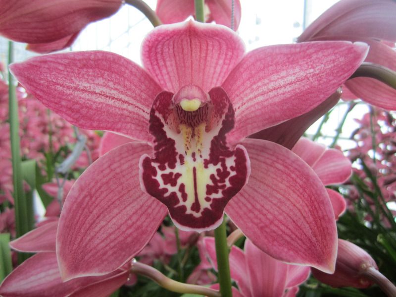 Срезанные цветы оптом Cymbidium pink pin-up от 2шт из Голландии с доставкой по России