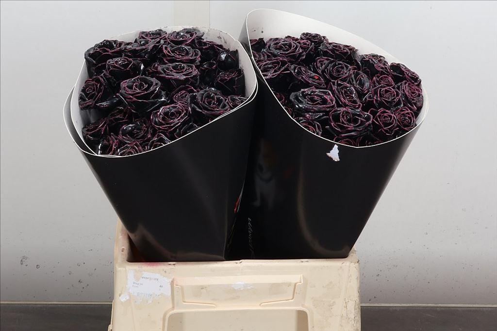 Срезанные цветы оптом Rosa spray wax black от 20шт из Голландии с доставкой по России