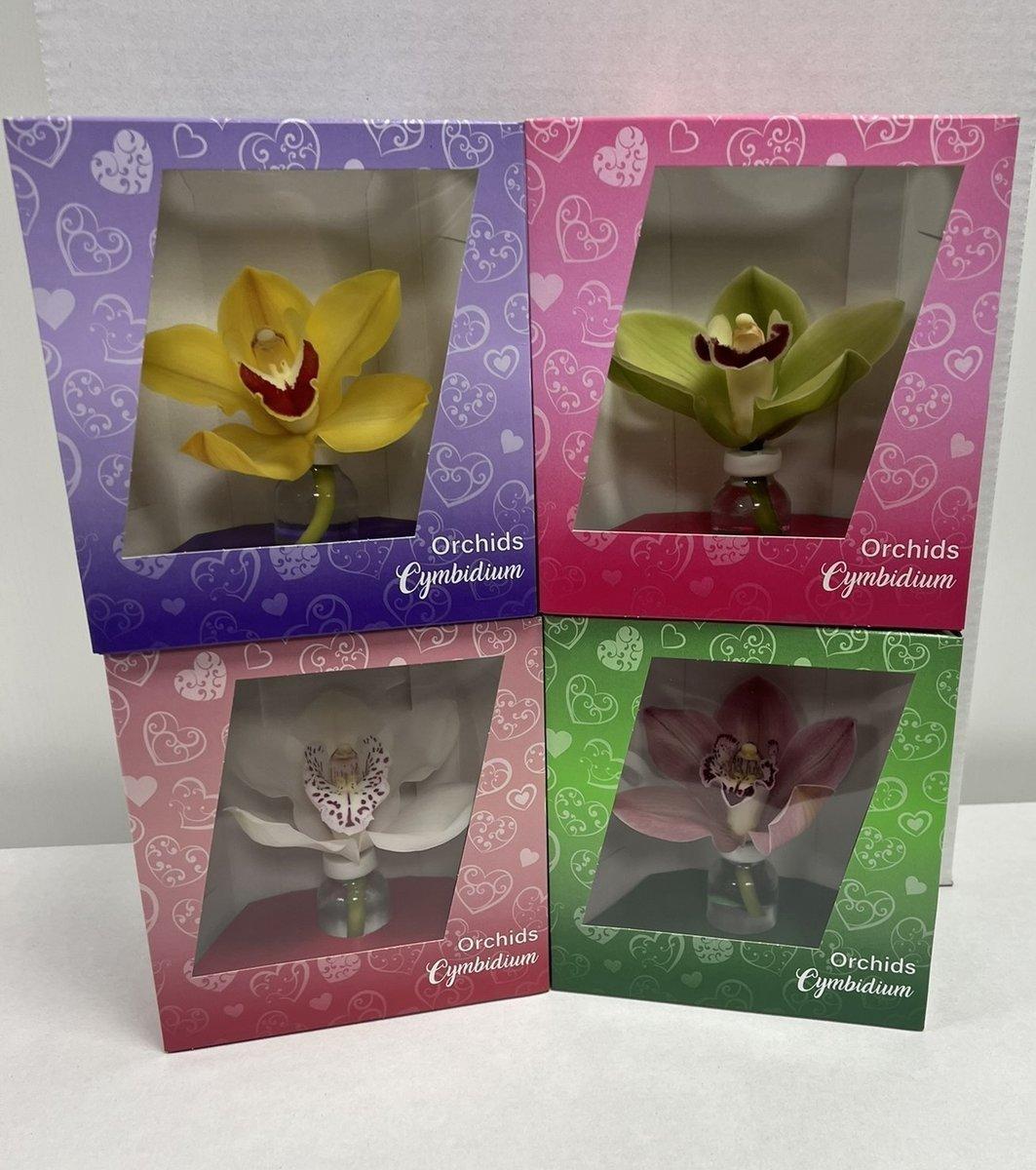 Срезанные цветы оптом Cymbidium packed per flower от 12шт из Голландии с доставкой по России