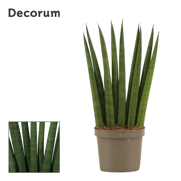 Горшечные цветы и растения оптом Sansevieria Cylindrica Fan (decorum) от 18шт из Голландии с доставкой по России