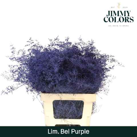 Срезанные цветы оптом Limonium paint purple от 50шт из Голландии с доставкой по России