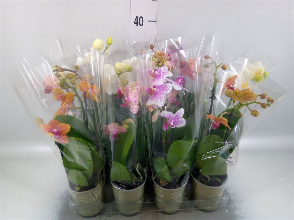 Горшечные цветы и растения оптом Phalaenopsis   ...mix от 12шт (для телеги) из Голландии с доставкой по России