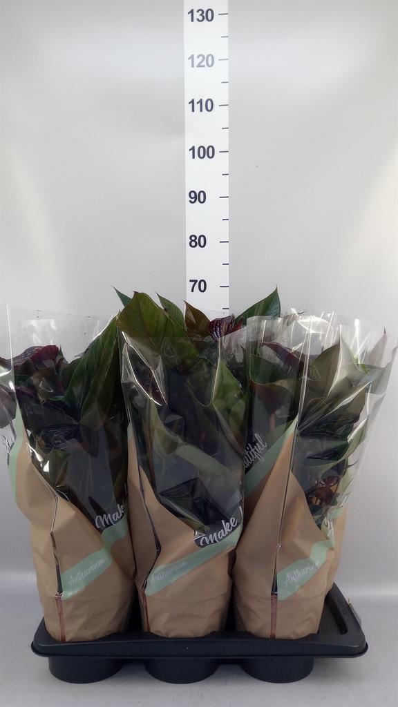 Горшечные цветы и растения оптом Anthurium Andr. beauty Black от 6шт из Голландии с доставкой по России