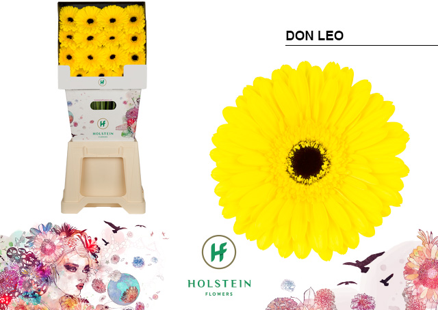 Срезанные цветы оптом Gerbera diamond don leo от 45шт. из Голландии с доставкой по России