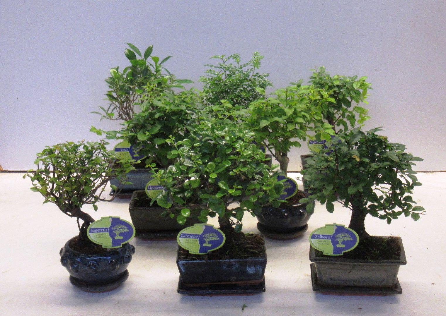 Горшечные цветы и растения оптом Bonsai Mix Lodder Special, A Various Mix Of Many от 8шт из Голландии с доставкой по России
