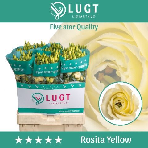 Срезанные цветы оптом Lisianthus do rosita yellow от 140шт. из Голландии с доставкой по России