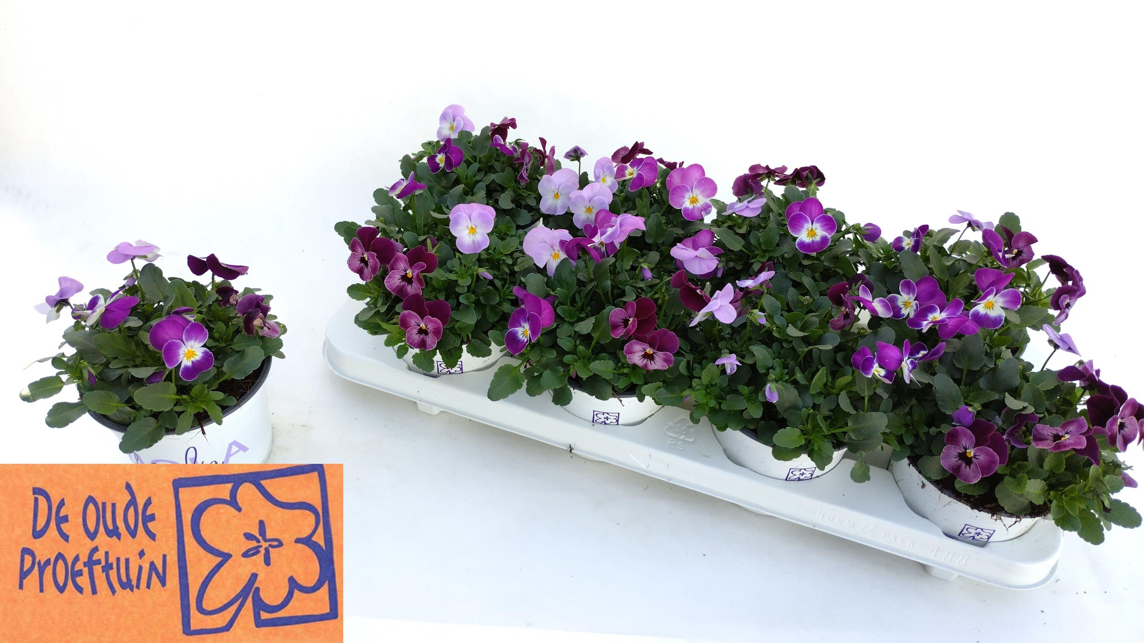 Горшечные цветы и растения оптом Vio Tricolor от 8шт из Голландии с доставкой по России Горшечные цветы и растения оптом Vio Tricolor от 8шт из Голландии с доставкой по России