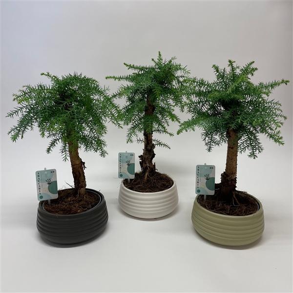 Горшечные цветы и растения оптом Araucaria Cunninghamii Bonsai Spiral от 3шт из Голландии с доставкой по России
