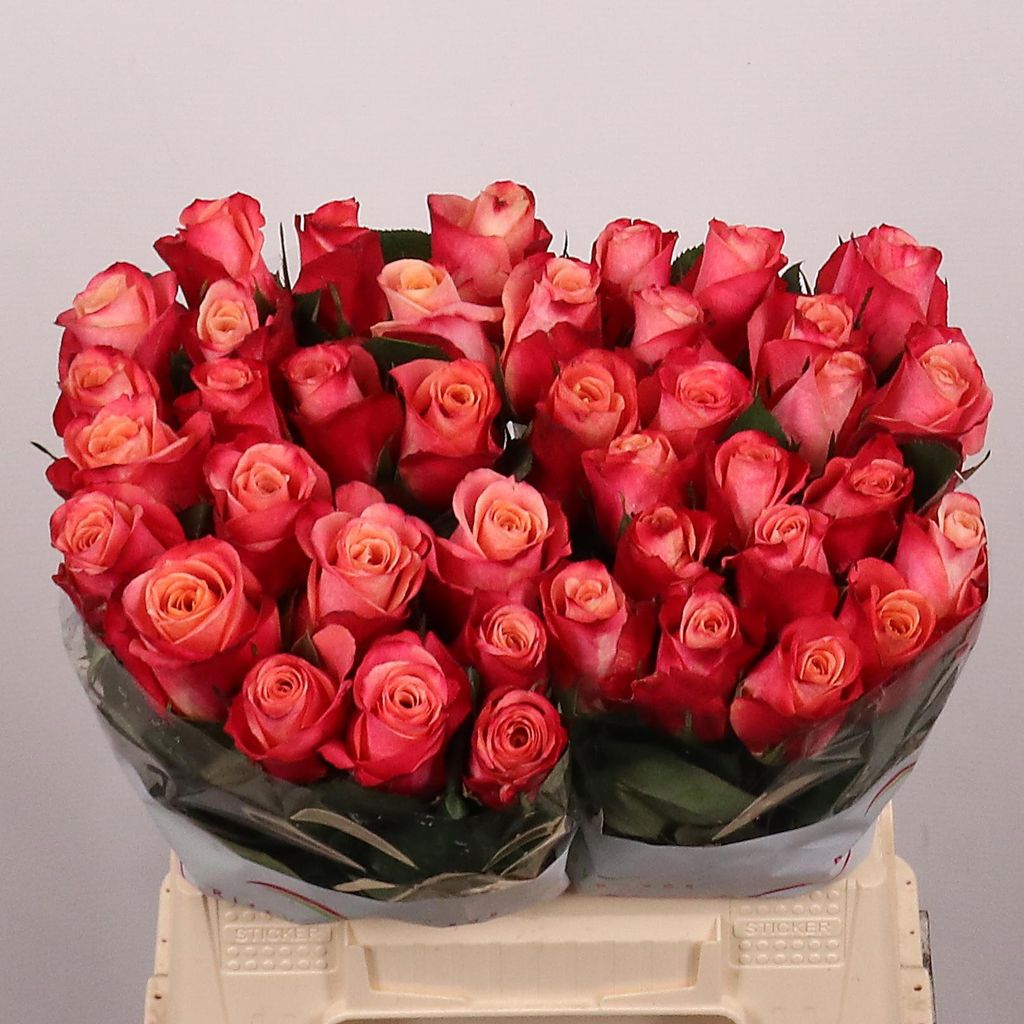 Срезанные цветы оптом Rosa large helene от 40шт из Голландии с доставкой по России