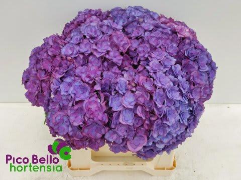 Срезанные цветы оптом Hydrangea royal anastasia от 10шт из Голландии с доставкой по России
