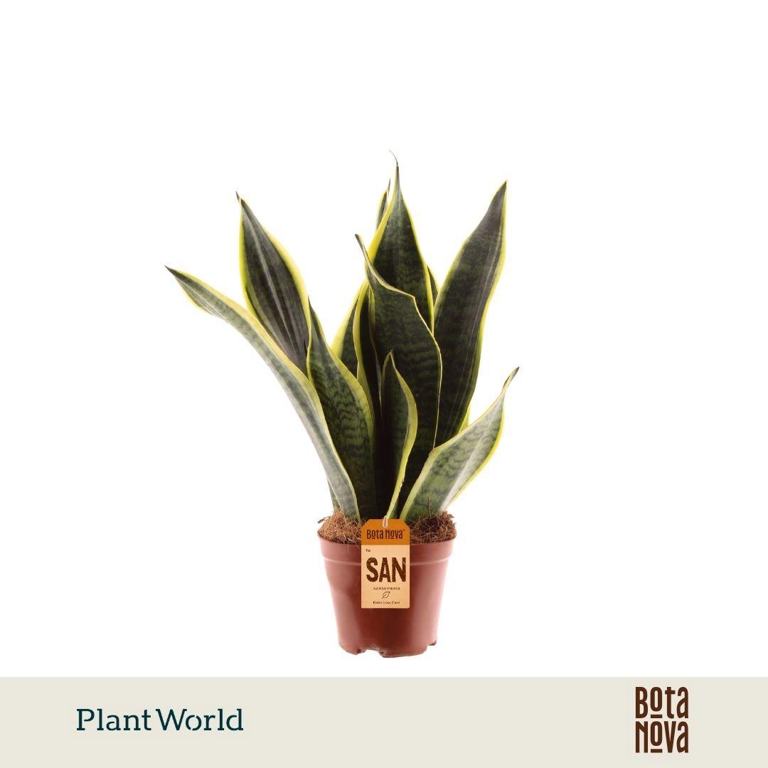 Горшечные цветы и растения оптом Sansevieria Futura Superba от 10шт из Голландии с доставкой по России
