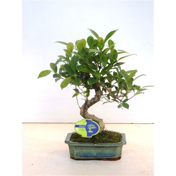 Горшечные цветы и растения оптом Bonsai Ficus Retusa, 20cm., Shape, Without Drip Tr от 7шт из Голландии с доставкой по России