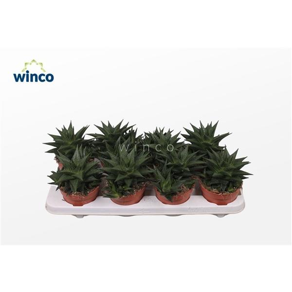 Горшечные цветы и растения оптом Haworthia Limifolia от 6шт из Голландии с доставкой по России