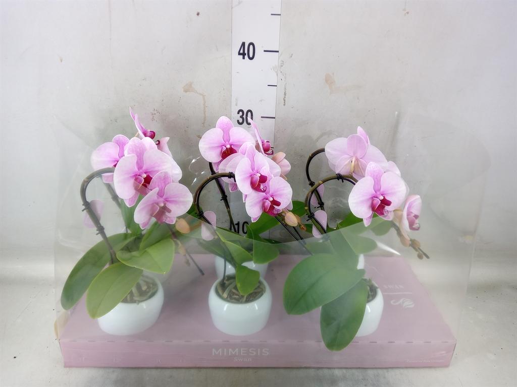 Горшечные цветы и растения оптом Phalaenopsis   ...rose от 6шт (для телеги) из Голландии с доставкой по России