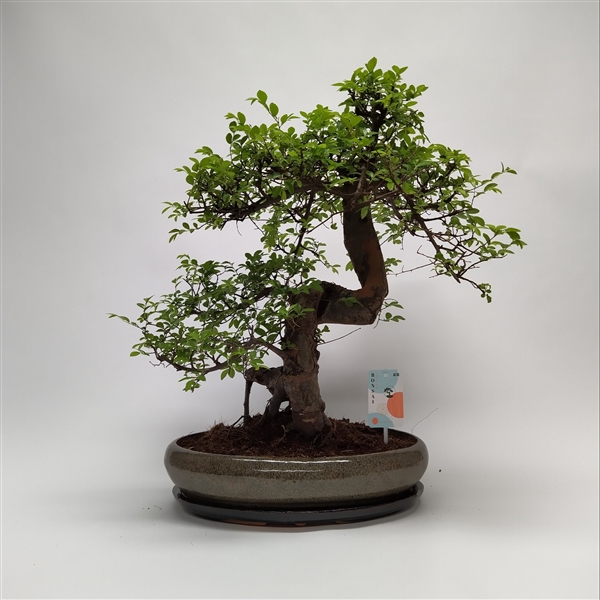 Горшечные цветы и растения оптом Bonsai Zelkova Oval от 1шт из Голландии с доставкой по России