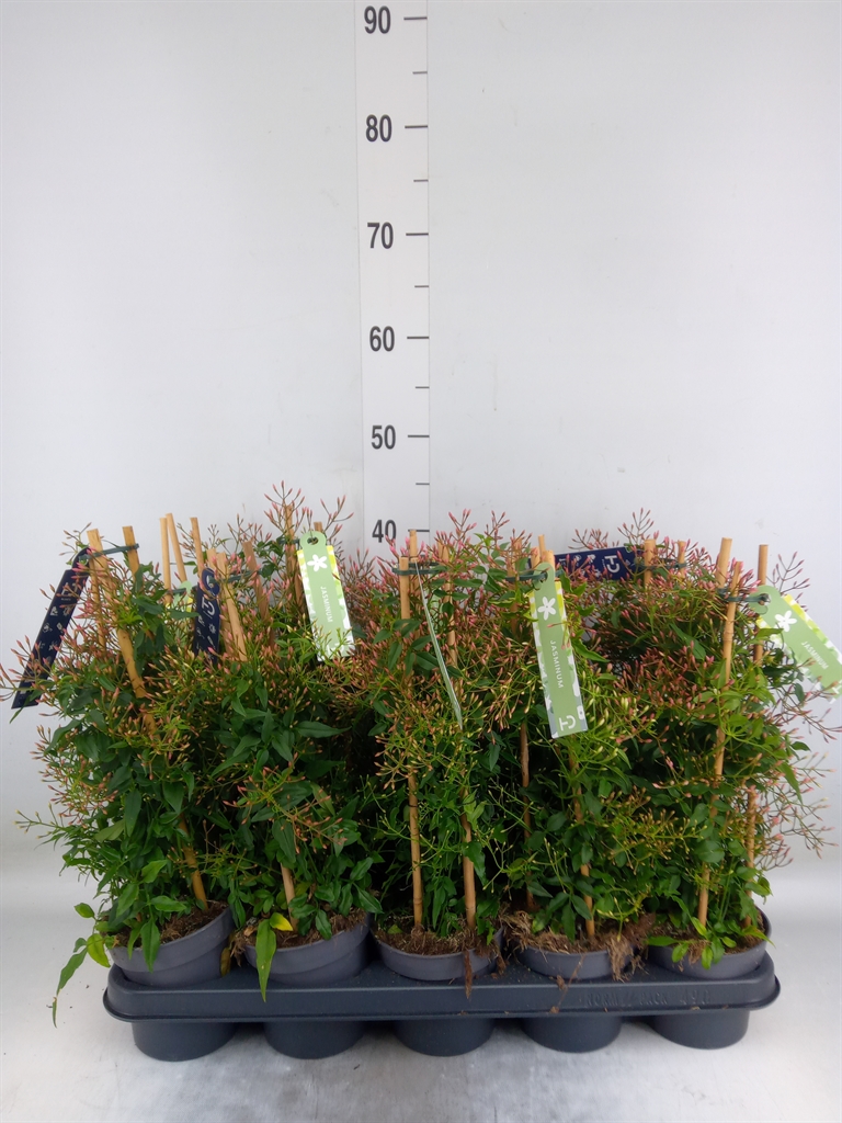 Горшечные цветы и растения оптом Jasminum Polyanthum от 10шт из Голландии с доставкой по России