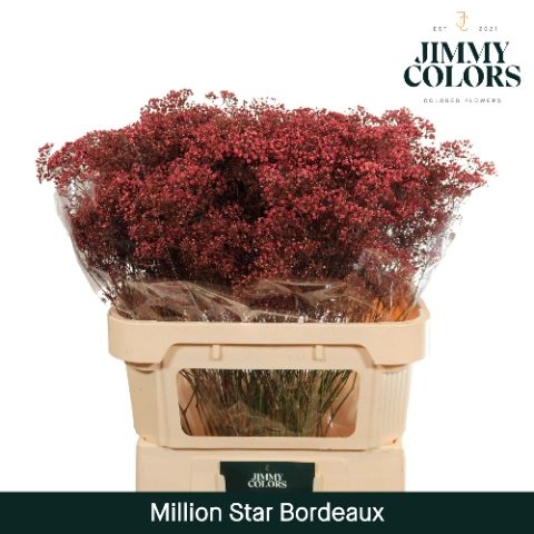 Срезанные цветы оптом Gyps fine paint bordeaux от 50шт из Голландии с доставкой по России